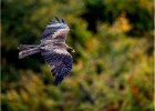 David Greenwood_Yellow Beaked Kite.jpg